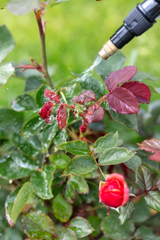 Green aphids on a bud. aphid colony on rose buds