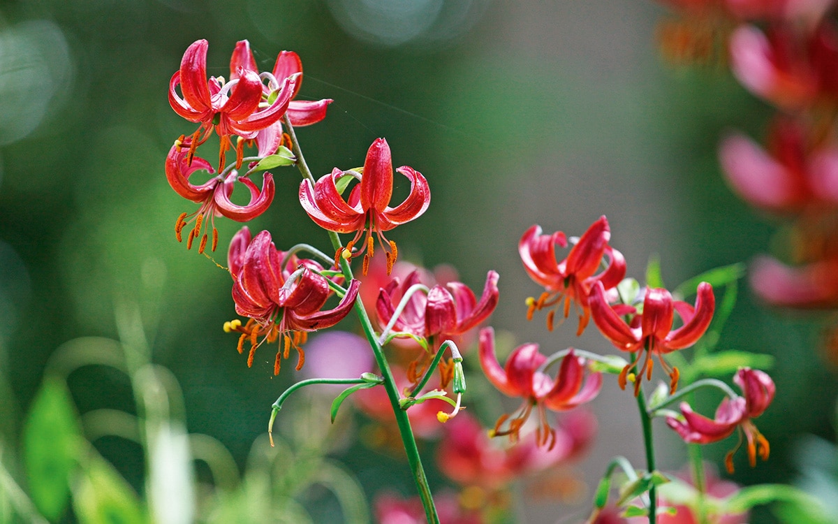 Deep red flowers of martagon lily 'Claude Shride'