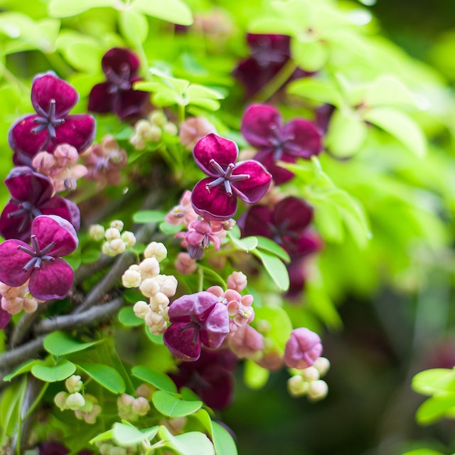 Maroon flowers of climber Akebia quinata