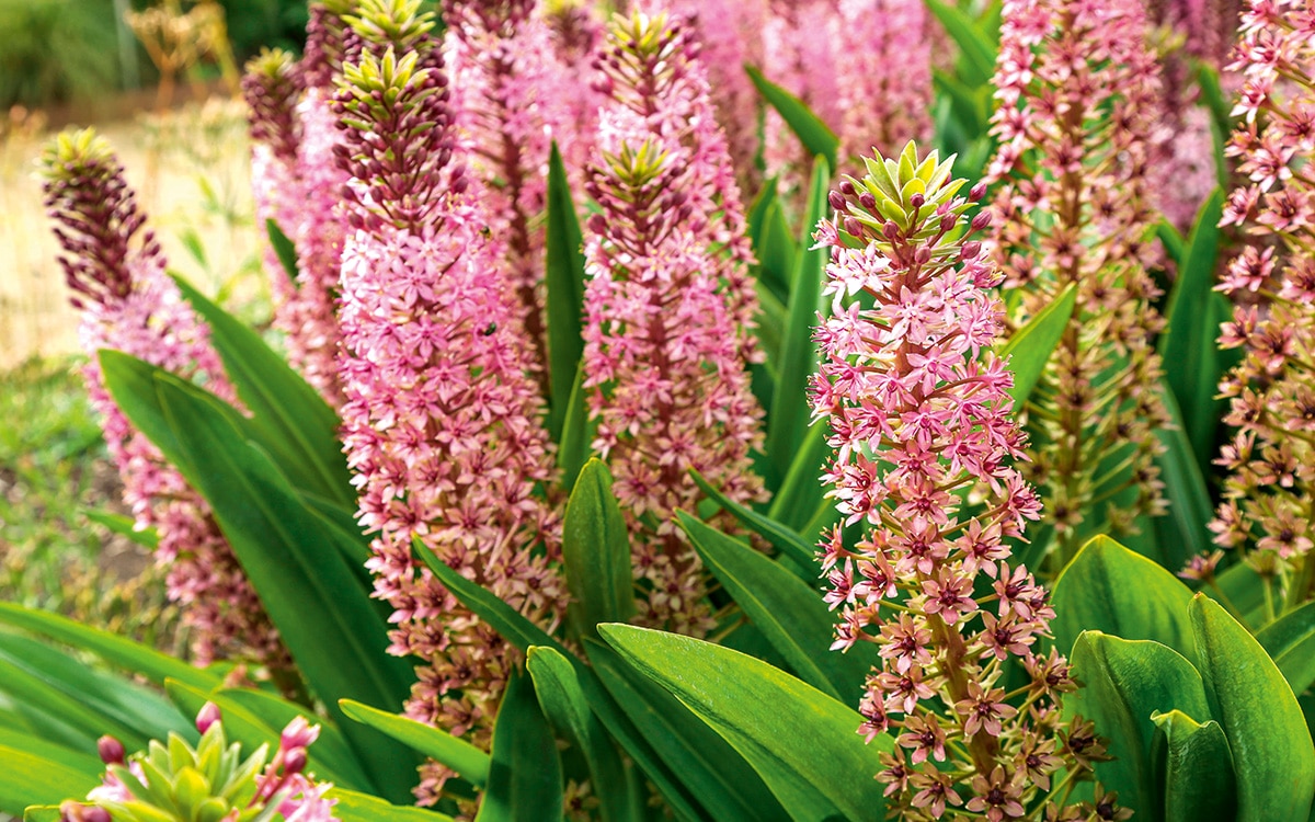 Pink flowers of Eucomis 'Pink Gin' emerging from broad strappy foliage