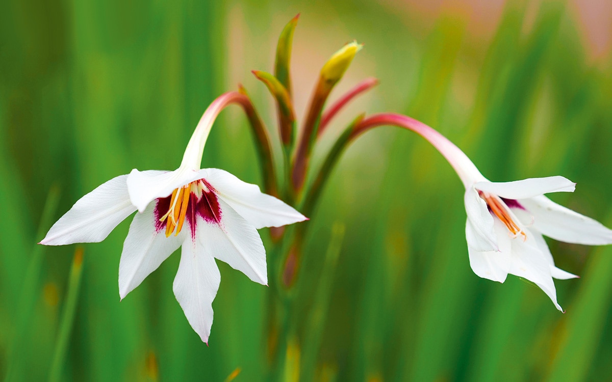 White flowers with a plum-coloured throat of Gladiolus murielae