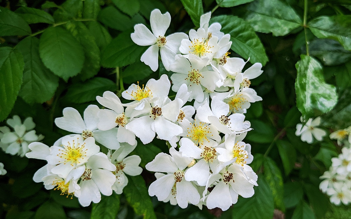 Rosa multiflora