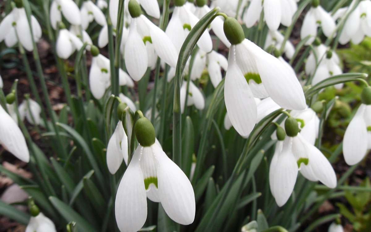 Galanthus 'S. Arnott'