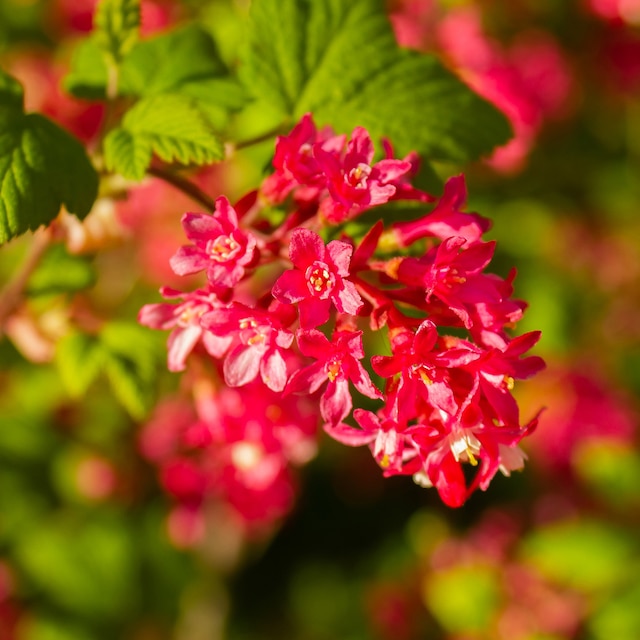 Red-pink flowers of the flowering currant shrub Ribes Pulborough Scarlet
