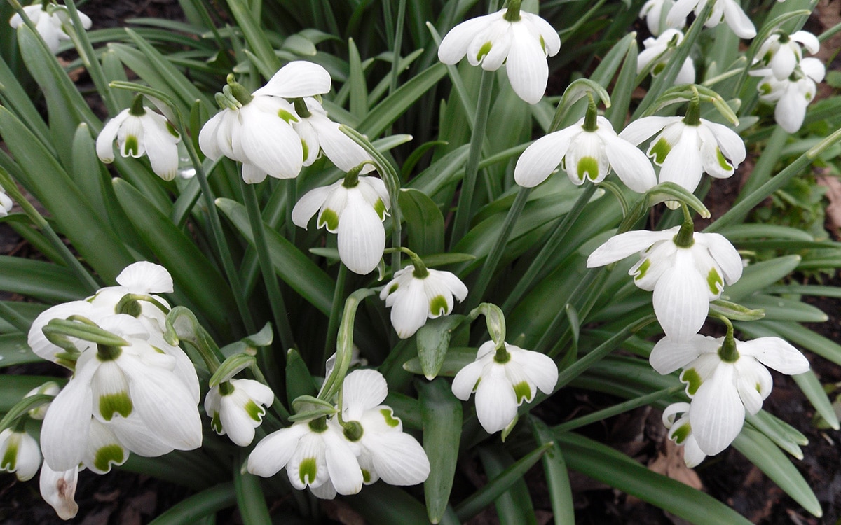 Galanthus 'Hippolyta'