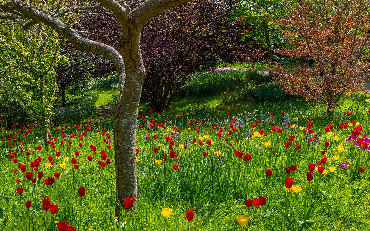 Long grass with red and yellow tulips and trees with new leaves in spring