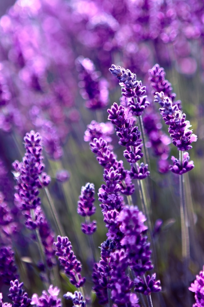 Lavender field lit by sunlight