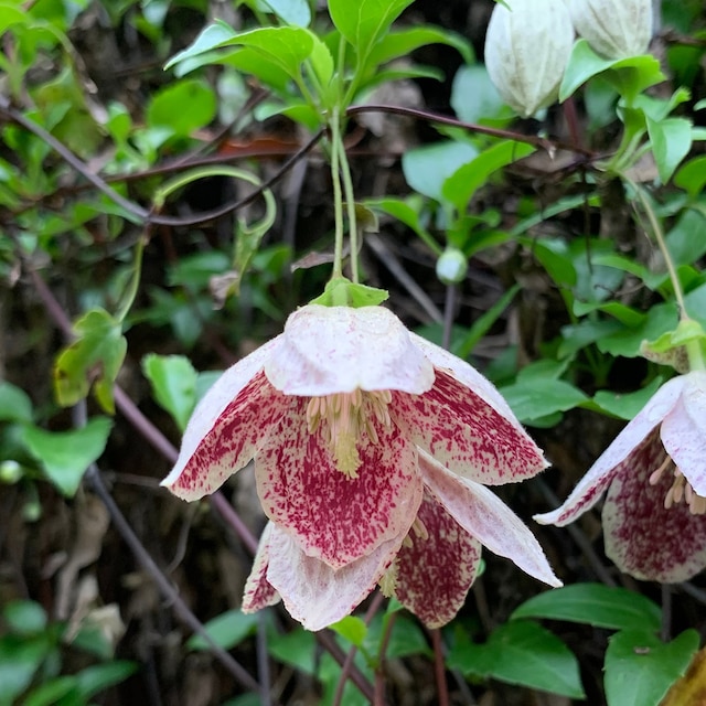 Maroon-speckled cream bell-shaped flower of Clematis cirrhosa 'Freckles'