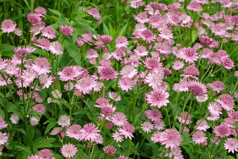 Astrantia gives off a scent that repels slugs