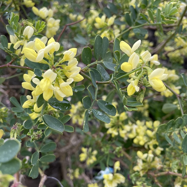 Pale yellow flowers and blue-green foliage of Coronilla valentina subsp. glauca 'Citrina'