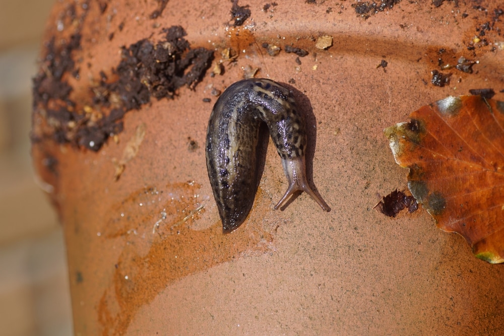 Create a slippery barrier for slugs