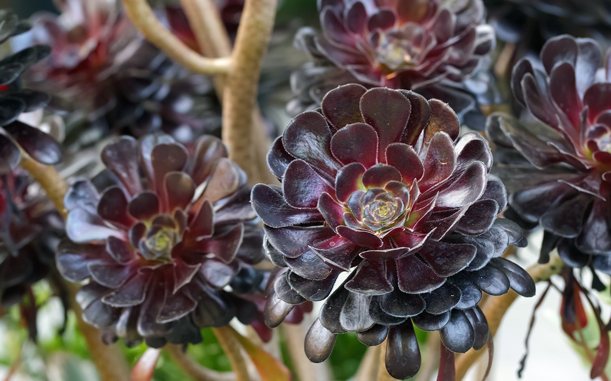 Aeonium Zwartkop