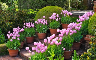 pink tulips in pots
