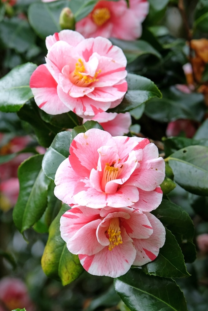 Red and white variegated striped Camellia japonica 'Lady Vansittart' in flower. 
