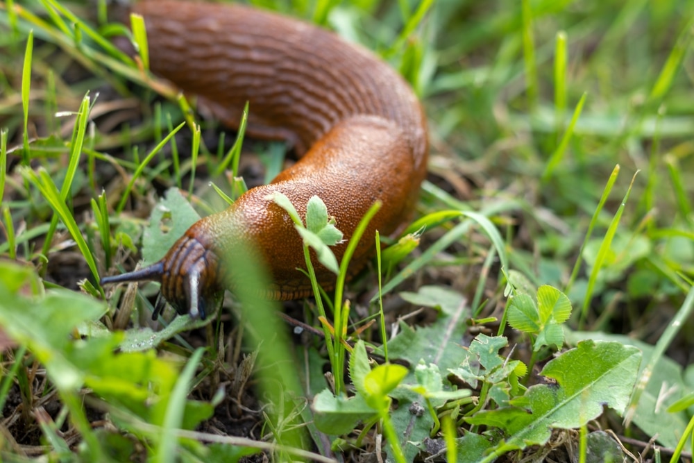 Slug on grass
