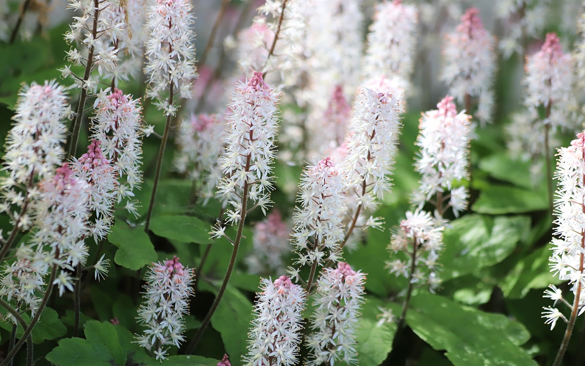 Tiarella 'Spring Symphony'.