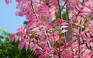 Toona sinesis Flamingo