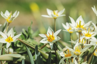 Tulipa turkestanica