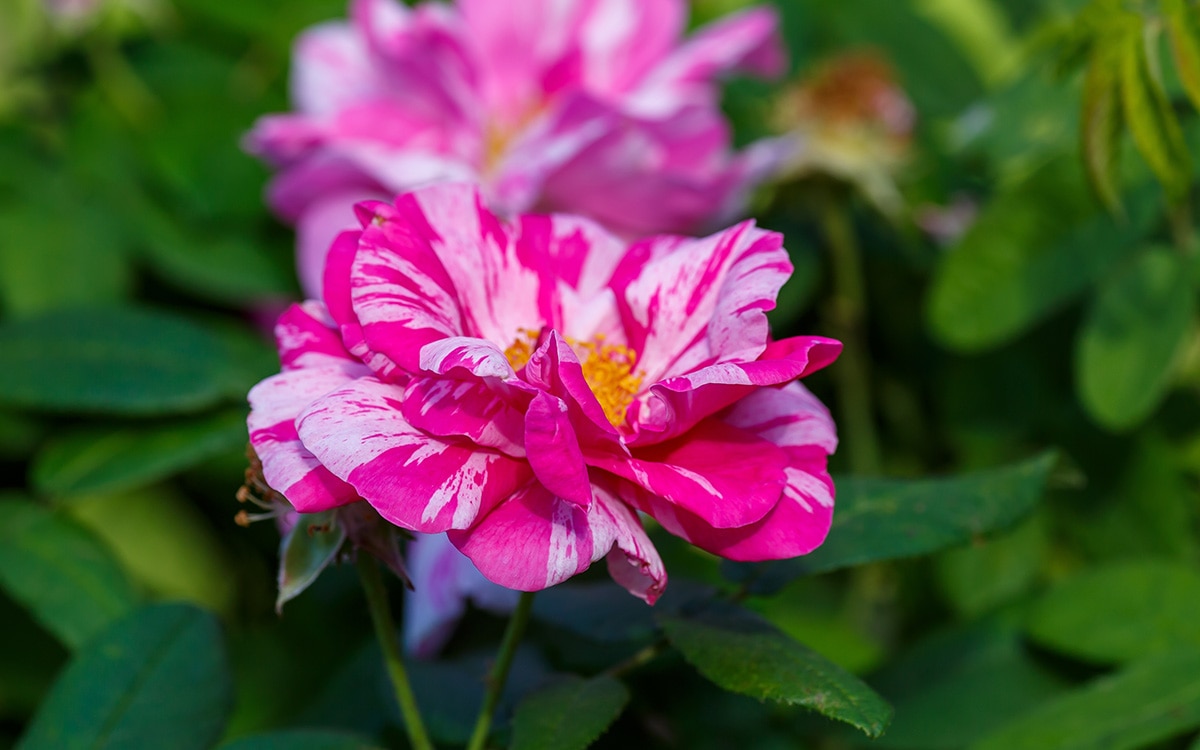 Rosa gallica 'Versicolor'