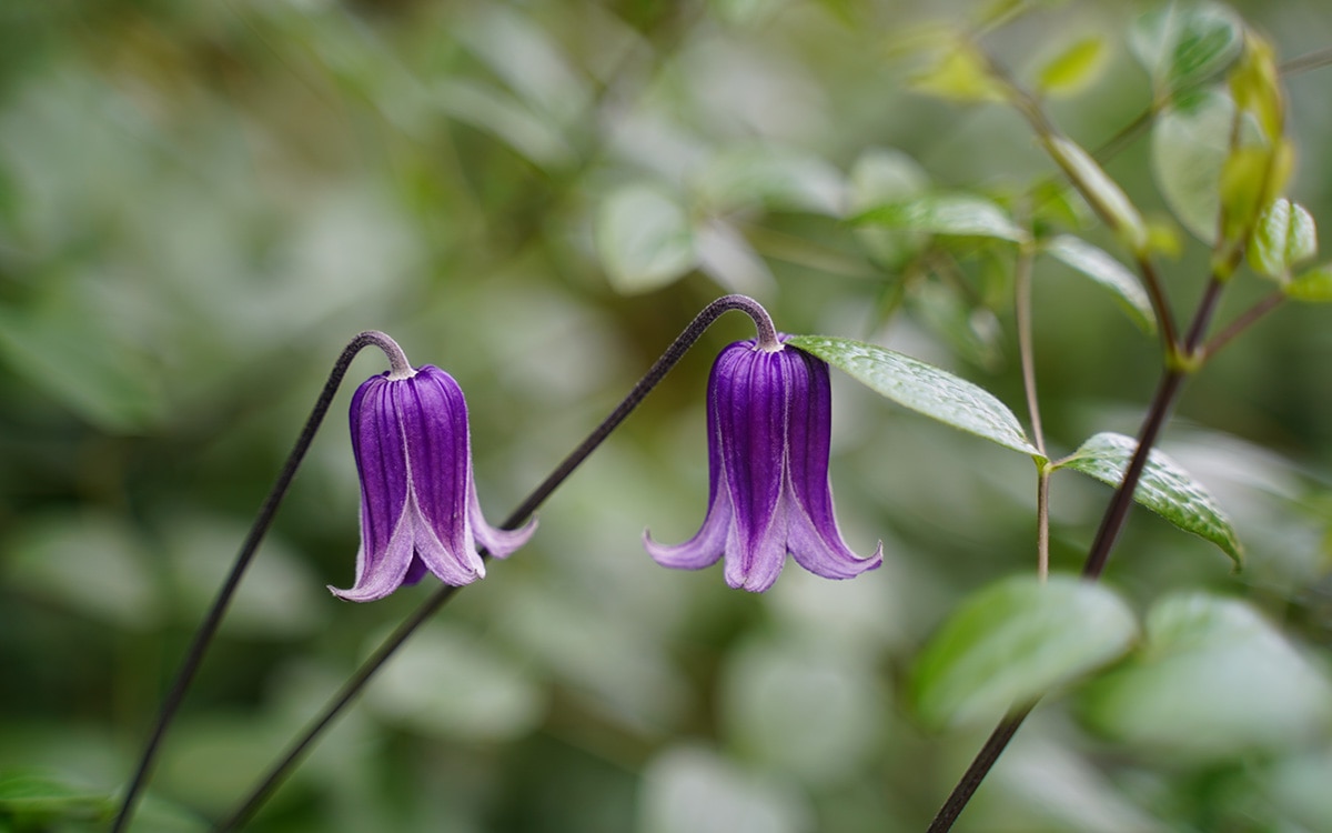 Purple Clematis ‘Rooguchi’