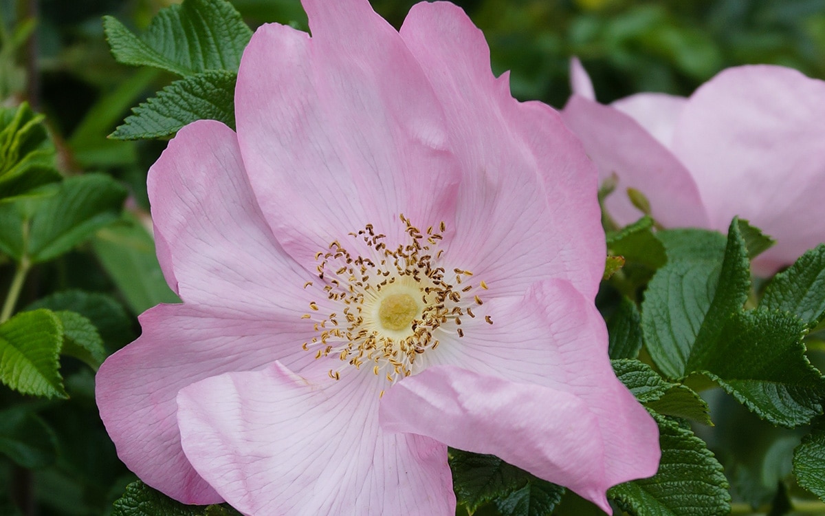 Rose Fru Dagmar Hastrup