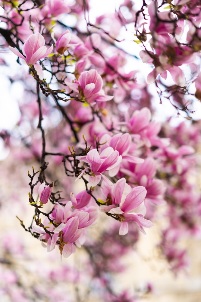 Magnolia 'Heaven Scent' is Magnolia cultivar with pink flower