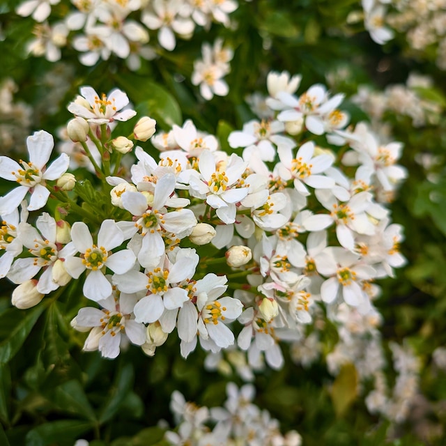 white flowers of the shrub Choisya ternata, also known as Mexican orange blossom