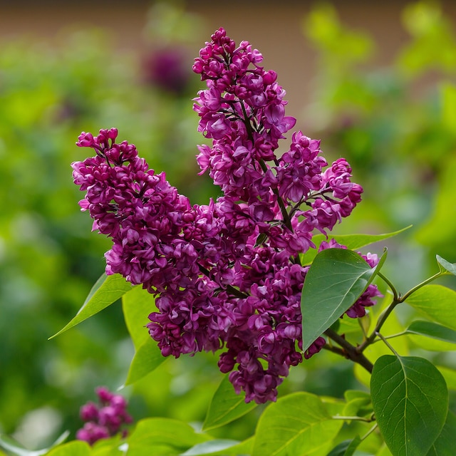 Purple flowers of lilac Syringa 'Charles Joly'