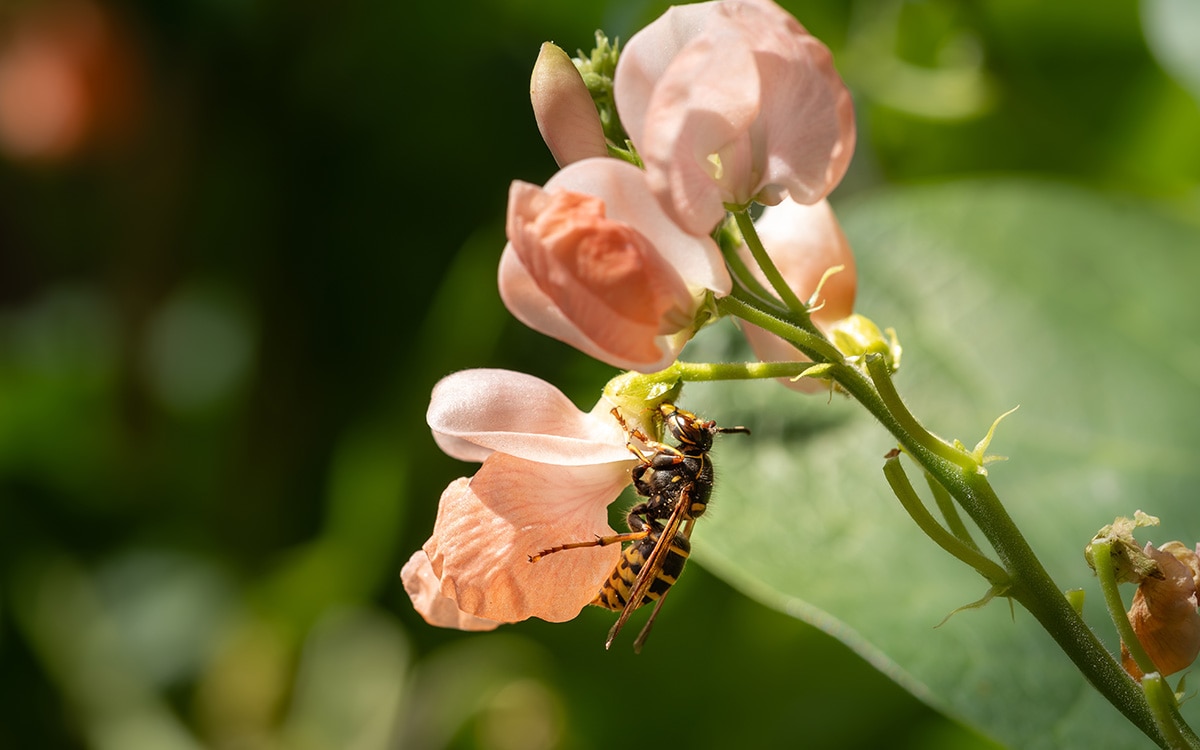 Wasp on runner bean flower