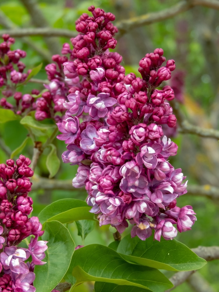 Reddish-purple lilac or Syringa vulgaris clusters captured in detail