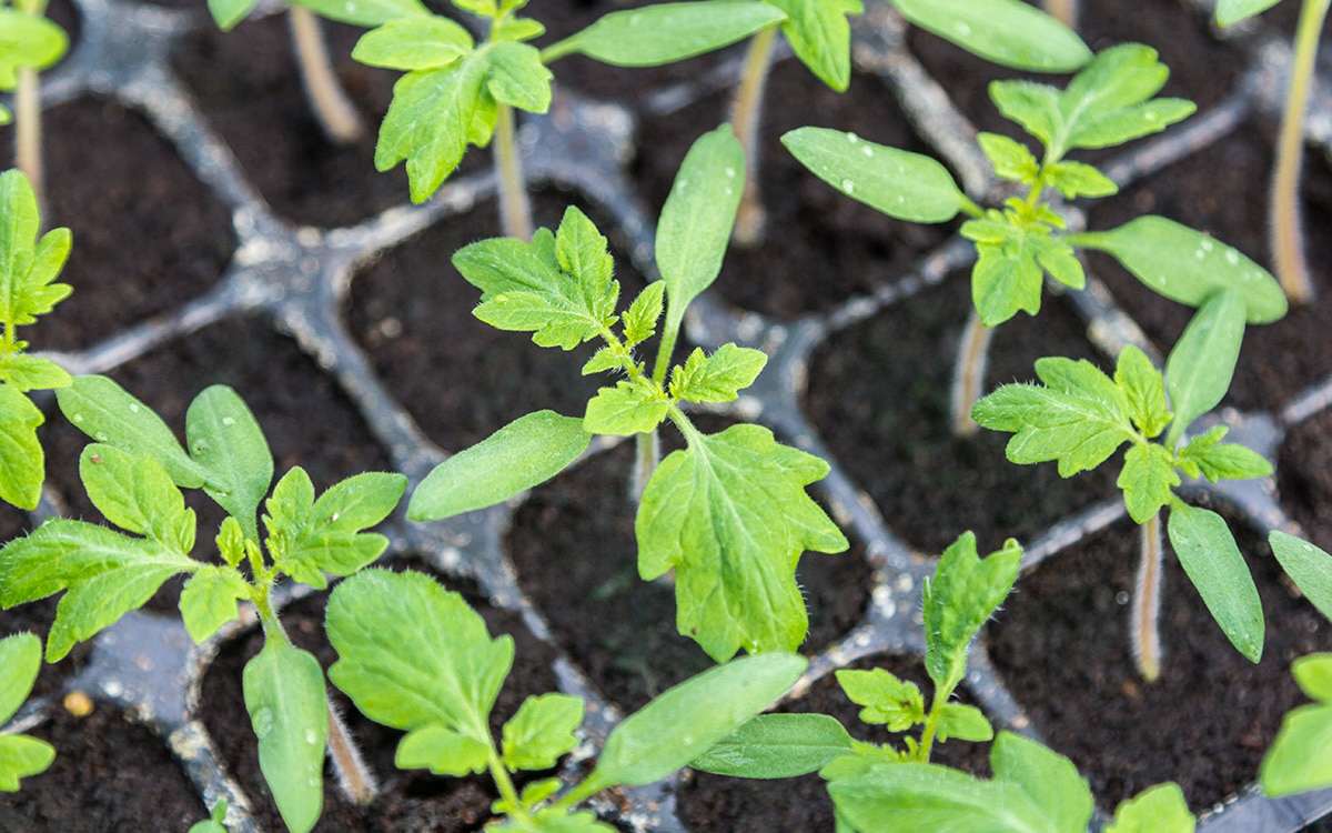 Peat free compost growing tips