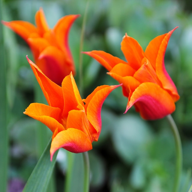 Bright orange flowers of tulip Ballerina