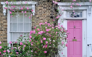 Pink climbing rose next to pink front door