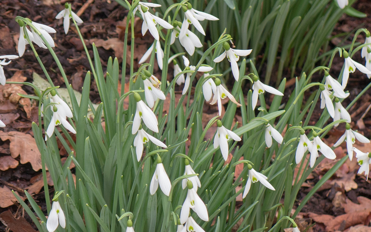 Galanthus 'Atkinsii'