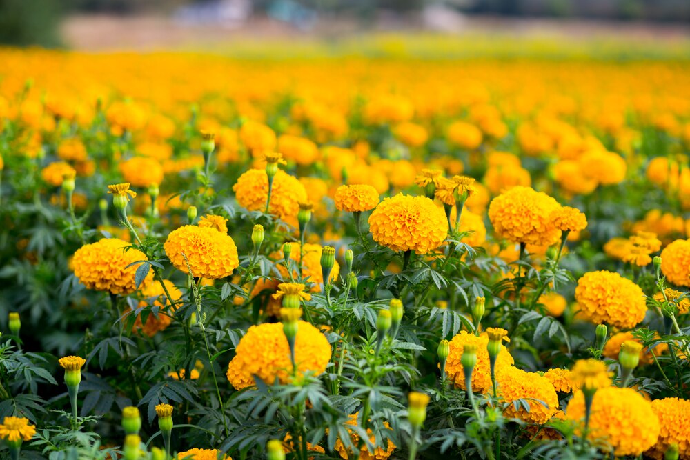 Orange marigolds