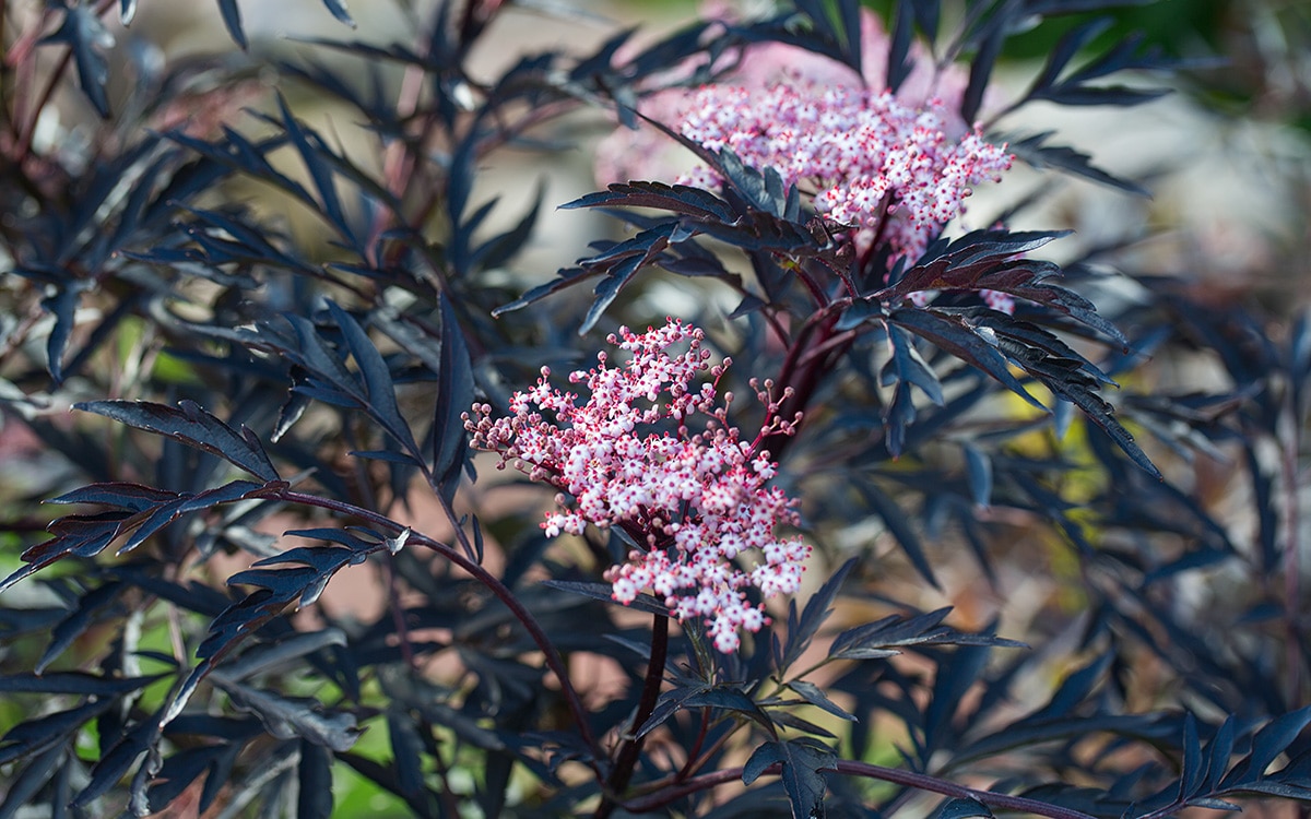 Sambucus nigra 'Black Lace'