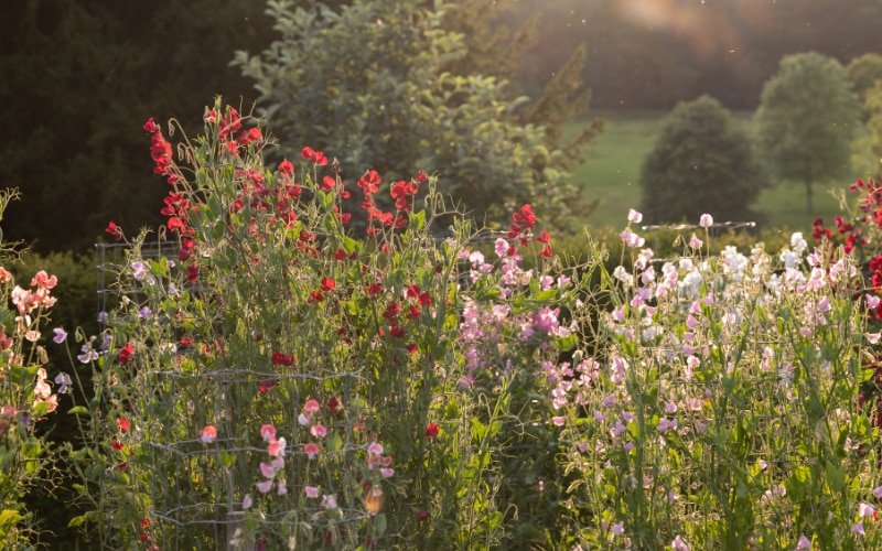 Sweet peas