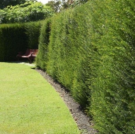 Taxus baccata