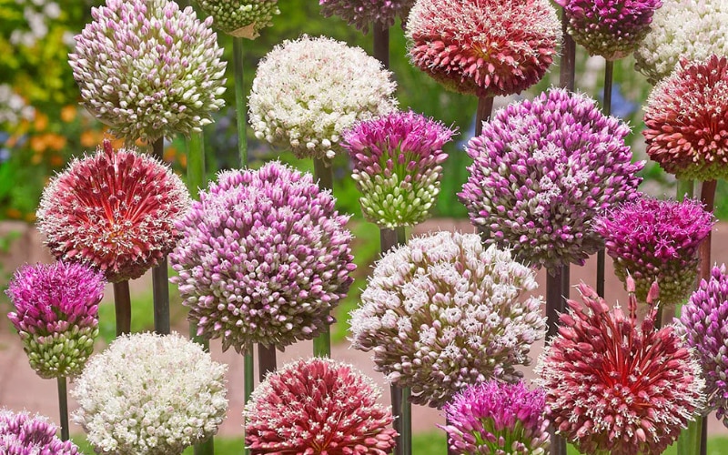 Allium Tropical Tides Collection