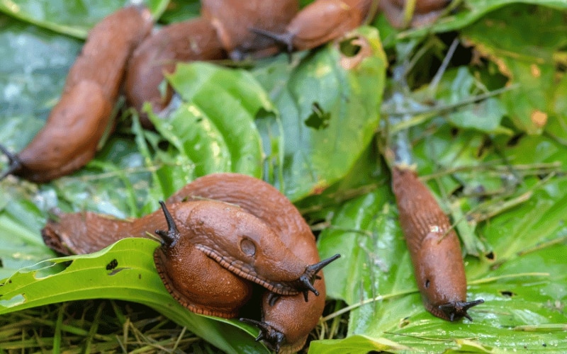 Place a lure for slugs