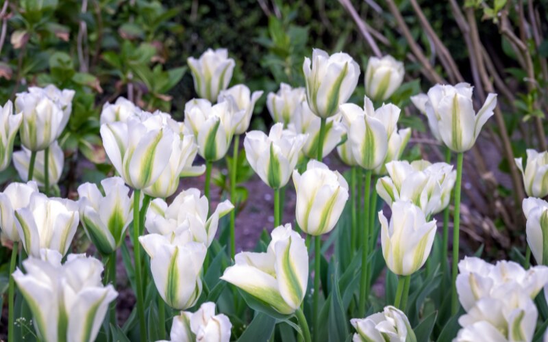 Tulipa ‘Spring Green’