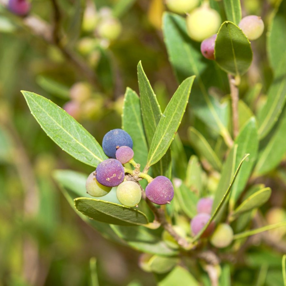  Phillyrea latifolia
