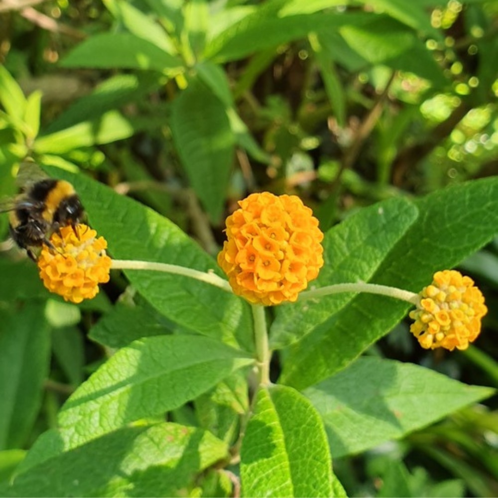 Buddleja globosa 