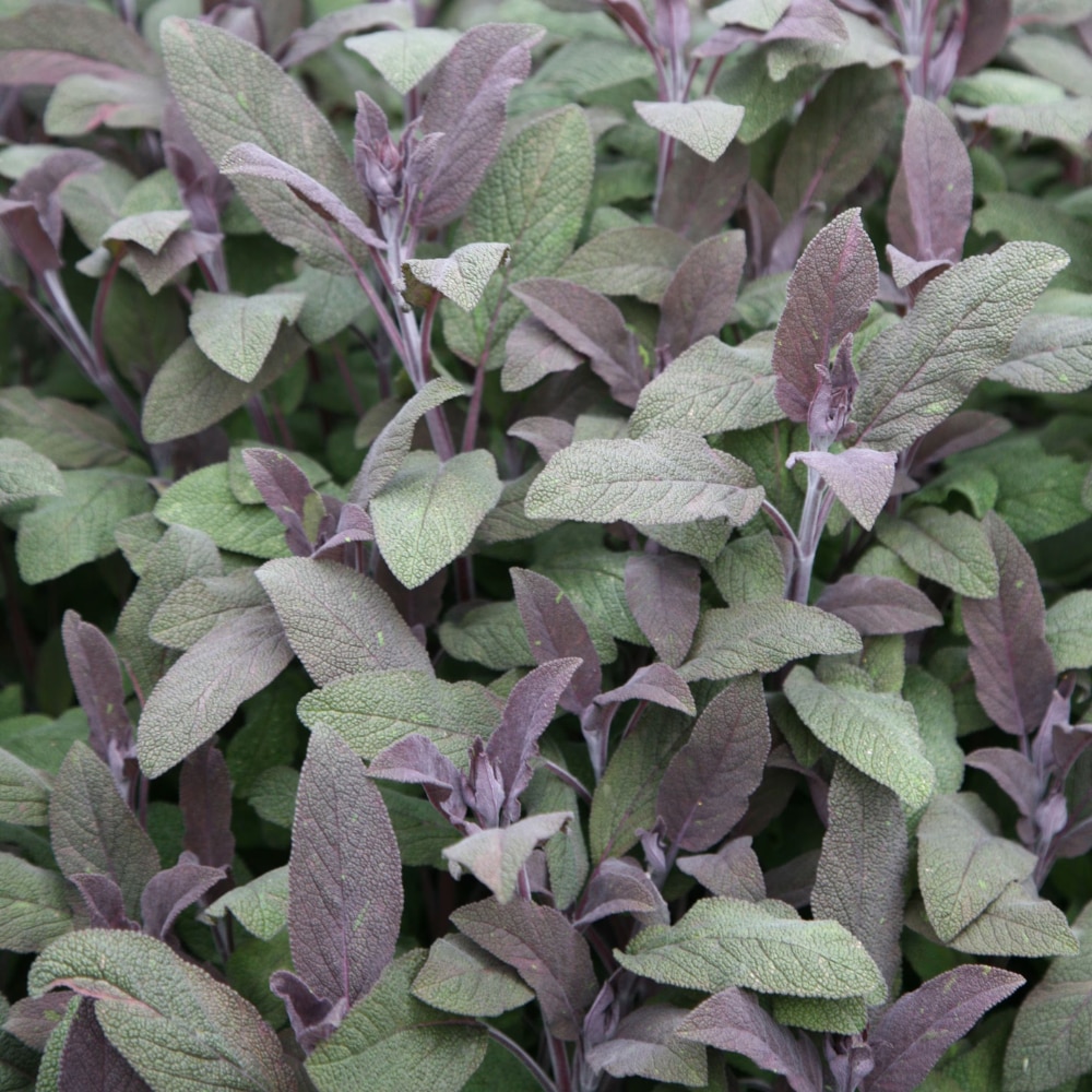 Salvia officinalis 'Purpurascens'