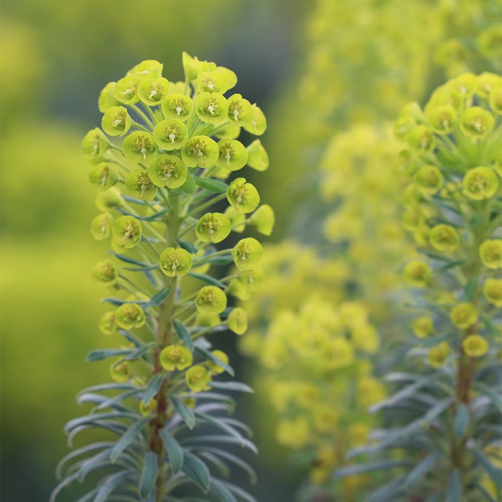 Euphorbia characias subsp. wulfenii 