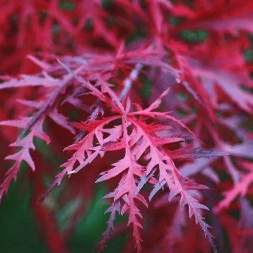 Acer palmatum