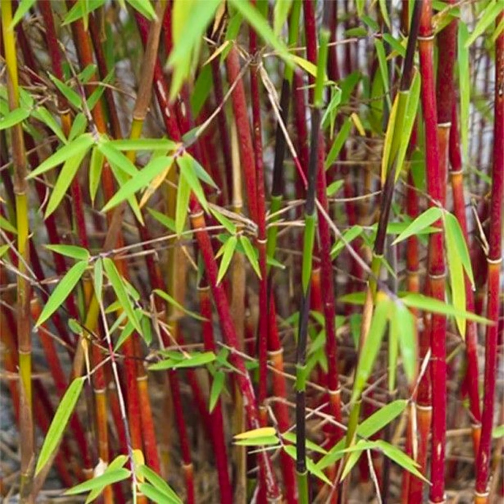 Bamboo (Fargesia varieties)