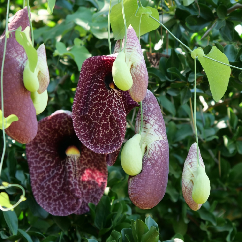 Aristolochia macrophylla
