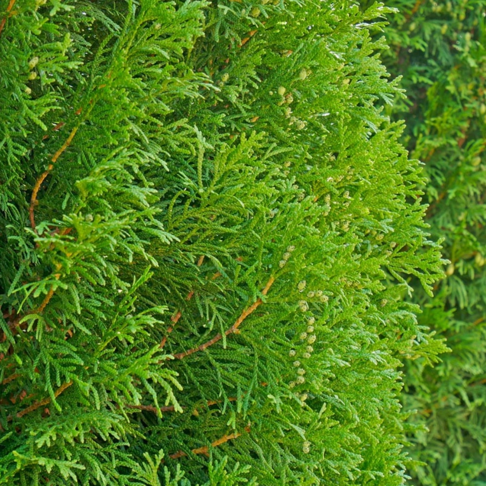 Thuja plicata 'Atrovirens'