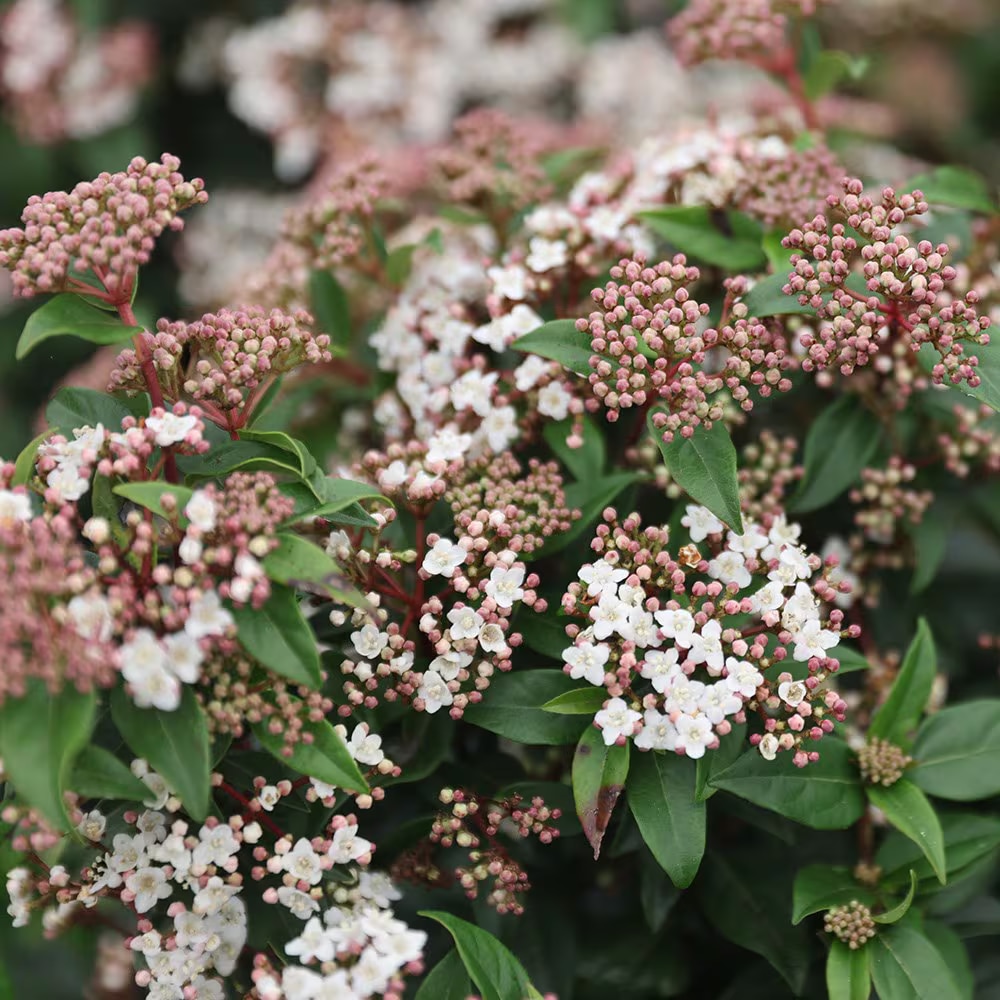 Viburnum tinus